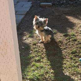 Nadia - Blue and gold female Yorkshire Terrier puppy in Portland, Oregon from Mama & I Yorkshire's