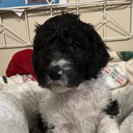 Green collar puppy - male Newfypoo puppy in Fairfield, California from Twin Sisters Doodles