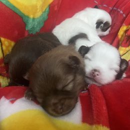 Pomeranian Puppies from Patty’s Poms