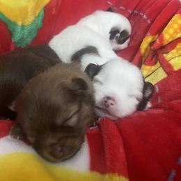 Pomeranian Puppies from Patty’s Poms