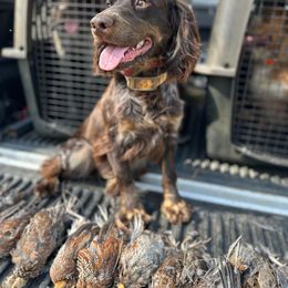 Murph - English Cocker Spaniel