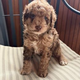 Mr Peacock - Merle male Goldendoodle puppy in Rush, New York from Care Bear Puppies