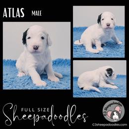 Atlas - Sheepadoodle puppy in Bloomfield, New Jersey from C3 Sheepadoodles