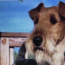Airedale Terriers from Rising-aire Terriers