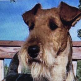 Airedale Terriers from Rising-aire Terriers