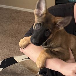 Girl 1 - Sable female German Shepherd puppy in Surprise, Arizona from Vom Wustefeuer German Shepherds