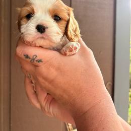Autumn - Blenheim female Cavalier King Charles Spaniel puppy in Gretna, Virginia from Blue Ridge Cavaliers