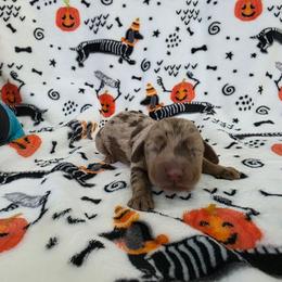 Solid chocolate dapple - Dapple female Dachshund puppy in West Plains, Missouri from Spring Creek Dachshunds