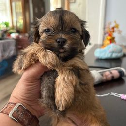 Female PERNCIOUS - Black and gold female Shorkie puppy in Albemarle, North Carolina from Wilson Kennel