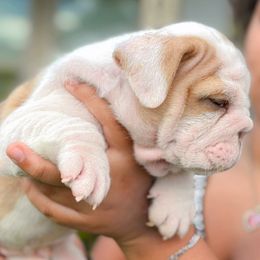 Teddy - Fawn and white male Bulldog puppy in Fort Oglethorpe, Georgia from Jhuntfrenchies