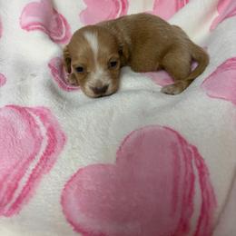 Paige - Cream female Dachshund puppy in Lake City, Florida from My Ditzy Doxies of Florida