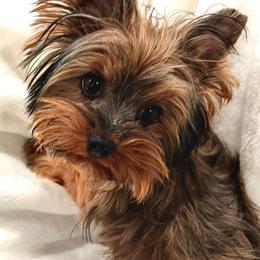 Muffin - Yorkshire Terrier