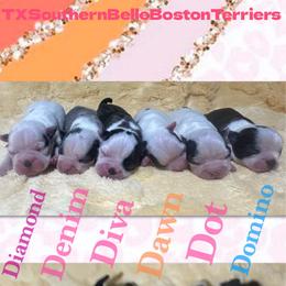 Domino - Brindle and white male Boston Terrier puppy in Brazos Point, Texas from TX Southern Belle Bostons