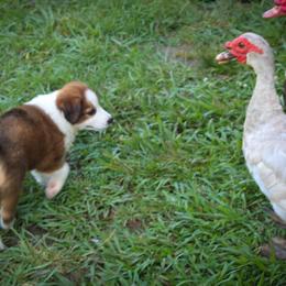 English Shepherd Puppies from Town & Country English Shepherds