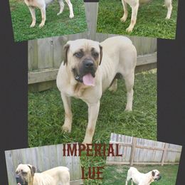 Lue - Cane Corso