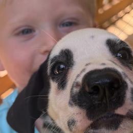 Peridot - White and black male Dalmatian puppy in Bremen, Georgia from Clark’s Dalmatians