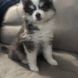 Bubbles - Black and white female Pomsky puppy in West Sacramento, California from Pinkie's Pomskies