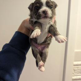 AKC sweetie pie - Blue and white male Chihuahua puppy in Duvall, Washington from Chihuahua Long Coats