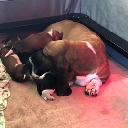 Basset Hounds from Tuckleberry’s Bassets