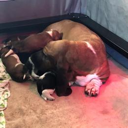 Basset Hounds from Tuckleberry’s Bassets