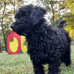 Poodle Puppies from Kindred Companions Toy Doodles