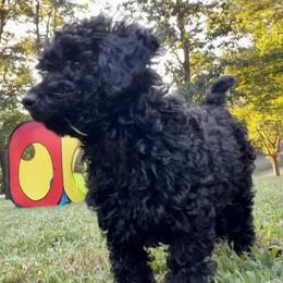 Poodle Puppies from Kindred Companions Toy Doodles