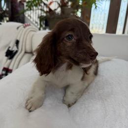 Girl number two - Brindle female Dachshund puppy in Spokane, Washington from Dearhaven Doxie