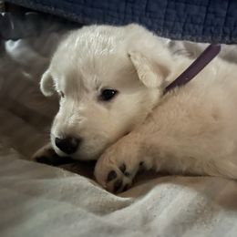 Dasher - White female German Shepherd puppy in Yuba City, California from Barton’s German Shepherds