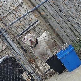 American Bulldog puppies from Slayton's American Bulldogs
