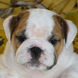 Bulldogs from Boudica’s Bulldogs