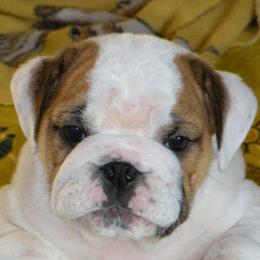 Bulldogs from Boudica’s Bulldogs