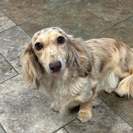 Peanut - Dachshund