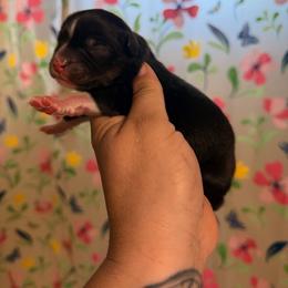 Squidward - Black tri male Miniature Australian Shepherd puppy in Buchanan, Georgia from Stanleyville Farm Mini Aussies