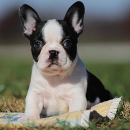 AKC 'Lobo' - Black brindle and white male Boston Terrier puppy in Lamar, Missouri from Marti Acres ~ Boston Terrier & Beagles