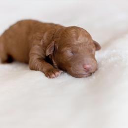 Boy 1 - Goldendoodle puppy in Florida from Posh Puppies