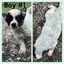 Boy 1 - Blue mottled male Australian Cattle Dog puppy in Prague, Oklahoma from S&B Cattle Co.
