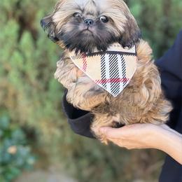 AKC Butters - Gold male Shih Tzu puppy in Los Angeles, California from LUXURY PAWS