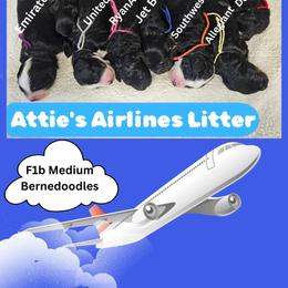 Bernedoodle puppies from Sukisdoodles