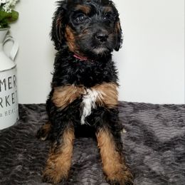 Bernedoodle Puppies from Rose River Farms