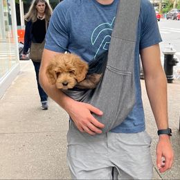 Australian Labradoodle Puppies from Berrybrook Doodles