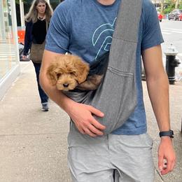 Australian Labradoodle Puppies from Berrybrook Doodles