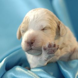 Lagotto Romagnolo Puppies from Morena