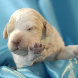 Lagotto Romagnolo Puppies from Morena
