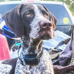 German Shorthaired Pointers from Peach pointers