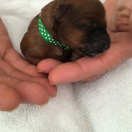 Soft Coated Wheaten Terrier Puppies from Exeter Soft Coated Wheaten Terriers