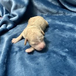 Harry - Poodle puppy in Billings, Montana from Paws&Ponies