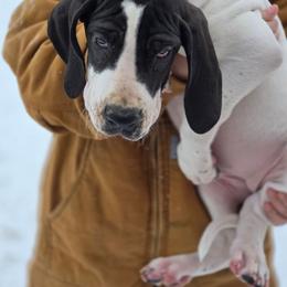 Debbie - Black and white female Great Dane puppy in Mineola, Texas from RC Ranch Great Danes And Cane Corsos