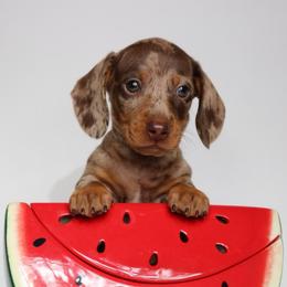 Brooks (No Mark) - Dapple male Dachshund puppy in Red Bud, Illinois from Midwest Miniature Dachshunds