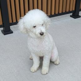 Dolly - White female Poodle puppy in Southfield, Michigan from Standard Hearts
