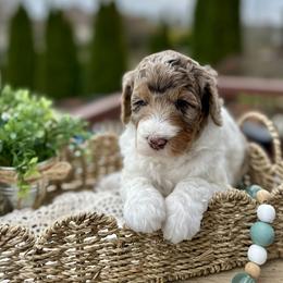 Stella - Merle female Bernedoodle puppy in Bells, North Carolina from Neighborhood Poodles & Doodles